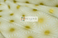 Lewis & Irene | Winter Solstice | Solstice sun on white (with gold metallic) - L58A